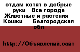 отдам котят в добрые руки - Все города Животные и растения » Кошки   . Белгородская обл.